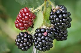 Imported Black Berries 1 Kilogram USA